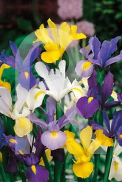 Bulbos de Iris de Holanda
