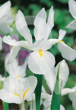 Bulbos de Iris de Holanda