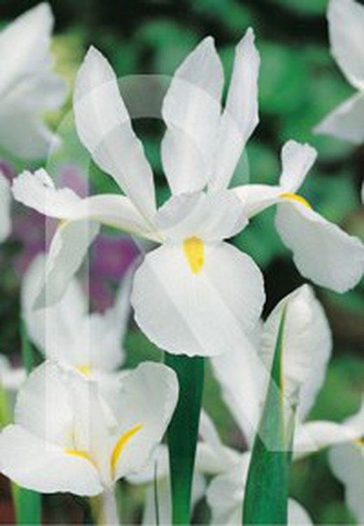 Bulbos de Iris de Holanda