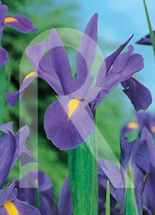 Bulbos de Iris de Holanda