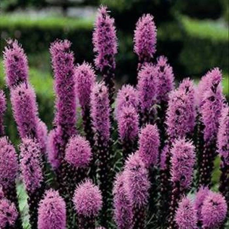 Liatris bulb — Flores Frescas Online