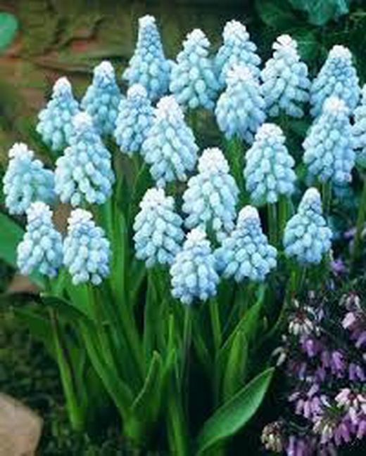 Bulbos de Muscaris