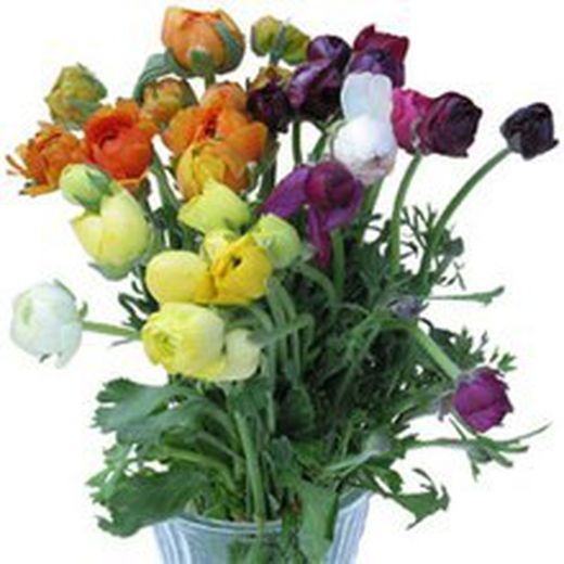 Bulbos Francesillas (Ranúnculus)