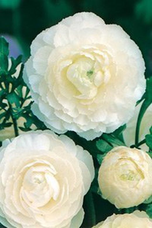 Bulbos Francesillas (Ranúnculus)