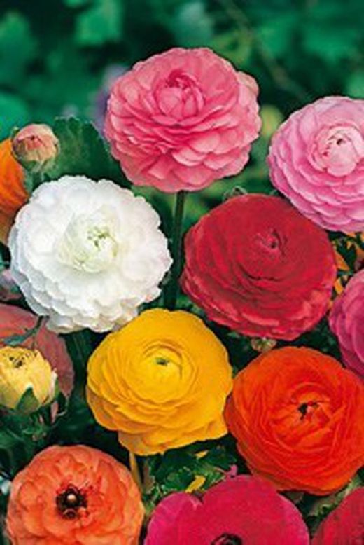 Bulbos Francesillas (Ranúnculus)