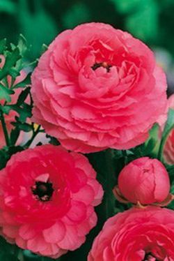 Bulbos Francesillas (Ranúnculus)