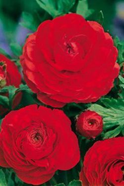 Bulbos Francesillas (Ranúnculus)