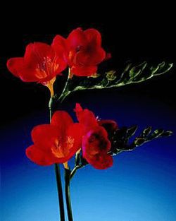 Bulbos Freesia