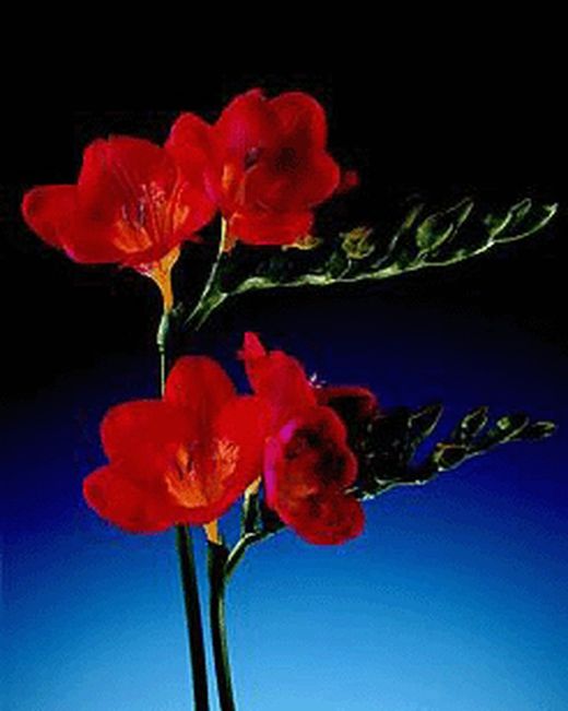Bulbos Freesia
