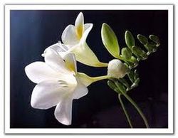 Bulbos Freesia