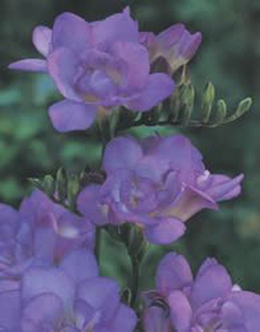 Bulbos Freesia