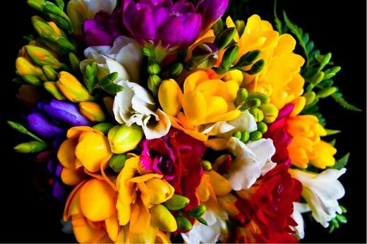 Bulbos Freesia
