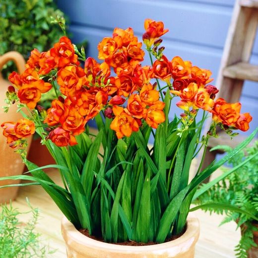 Bulbos Freesia Doble