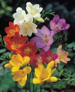Bulbos Freesia Doble