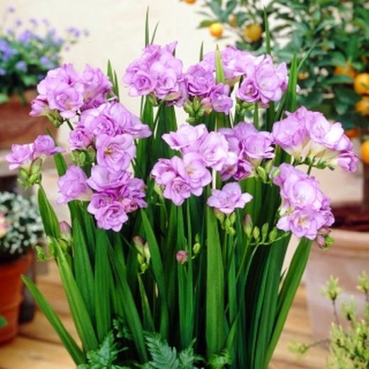 Bulbos Freesia Doble