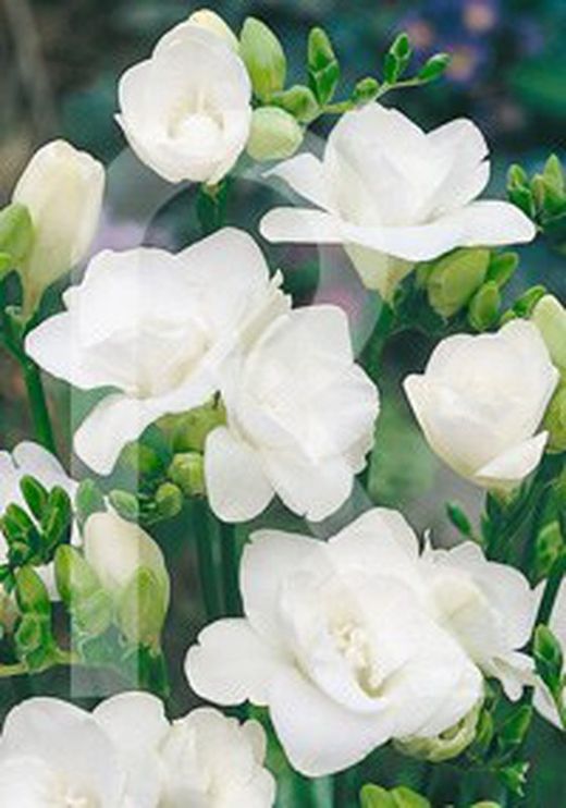 Bulbos Freesia Doble