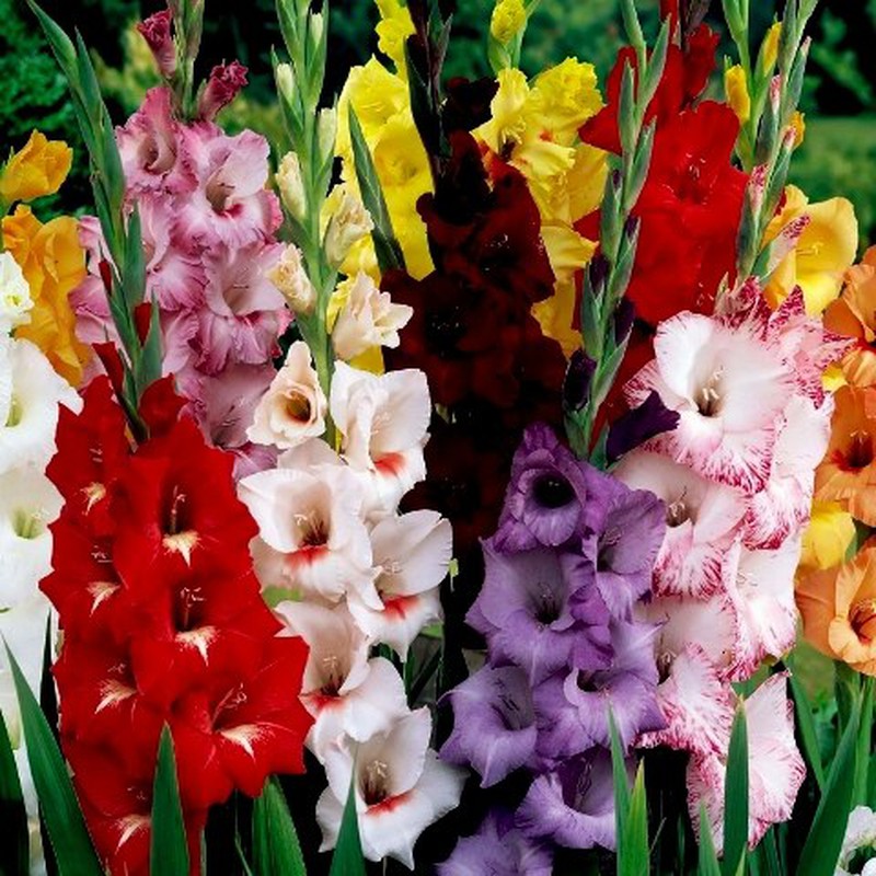Bulbos de gladíolo — Flores Frescas Online