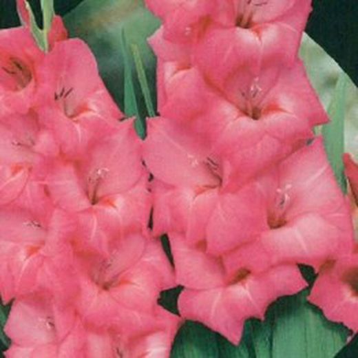 Bulbos Gladiolos