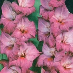 Bulbos Gladiolos