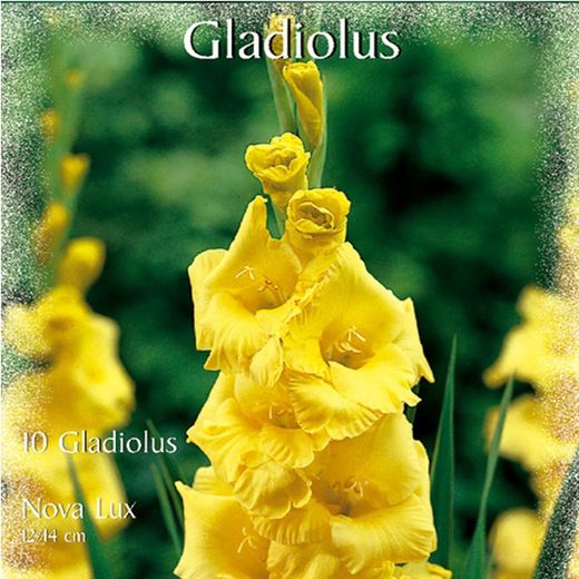 Bulbos Gladiolos