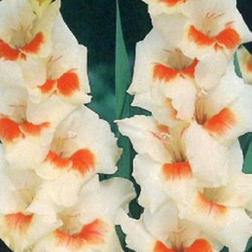Bulbos Gladiolos