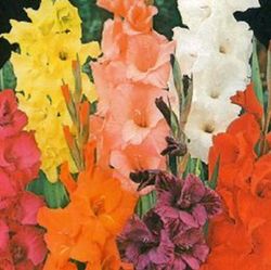 Bulbos Gladiolos