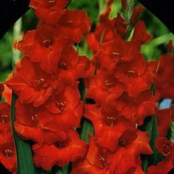 Bulbos Gladiolos