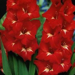 Bulbos Gladiolos