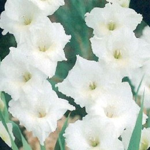 Bulbos Gladiolos
