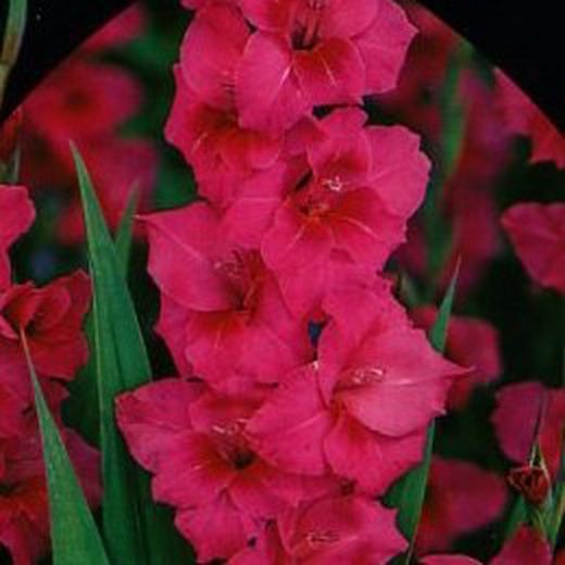 Bulbos Gladiolos