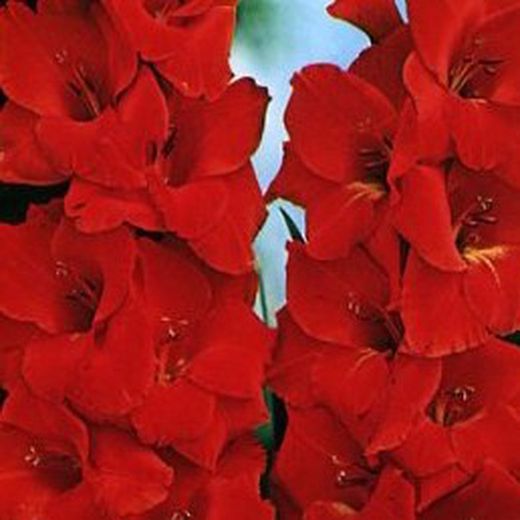 Bulbos Gladiolos
