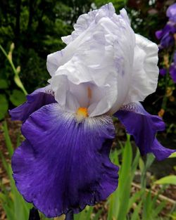 Bulbs Iris Germànica