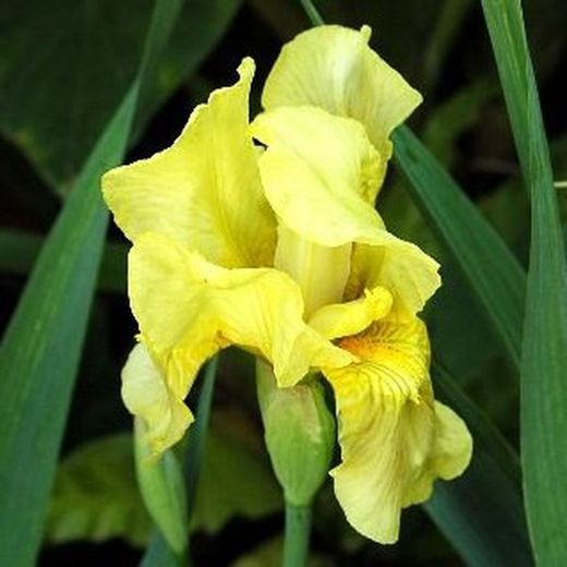 Bulbs Iris Germànica