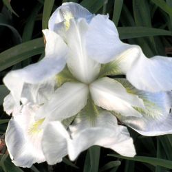 Bulbs Iris Germànica