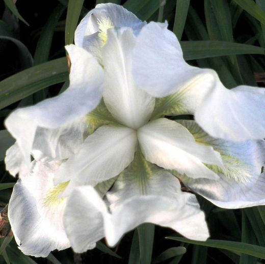 Bulbs Iris Germànica