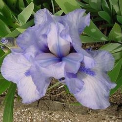 Bulbs Iris Germànica