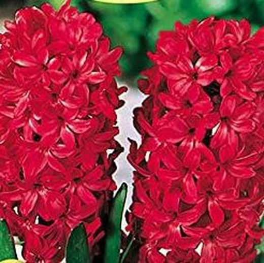 Bulbos Jacintos