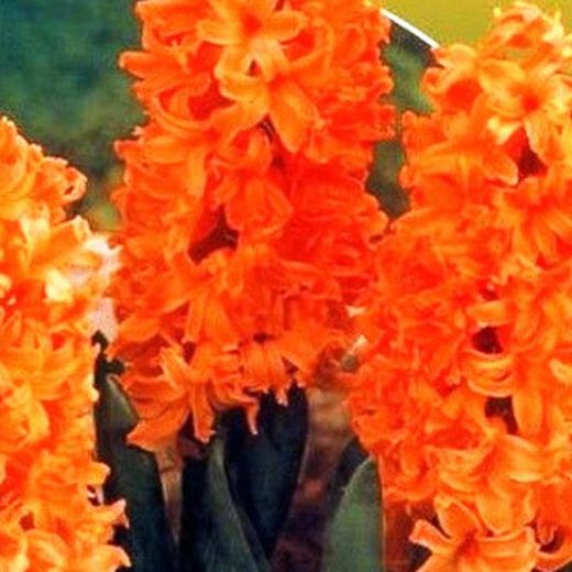 Bulbos Jacintos