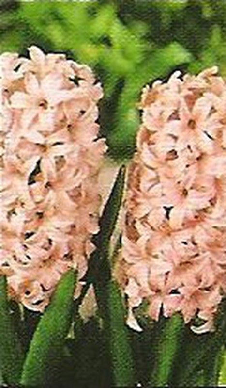 Bulbos Jacintos