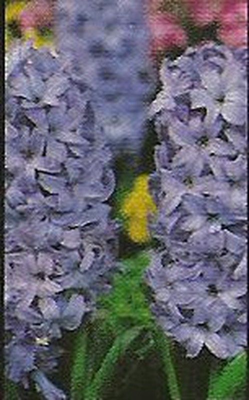 Bulbos Jacintos