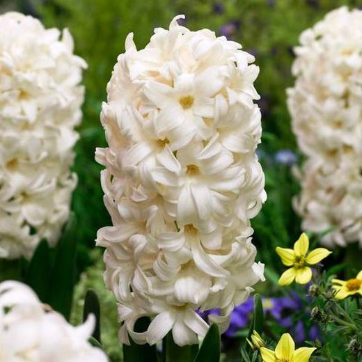 Bulbos Jacintos