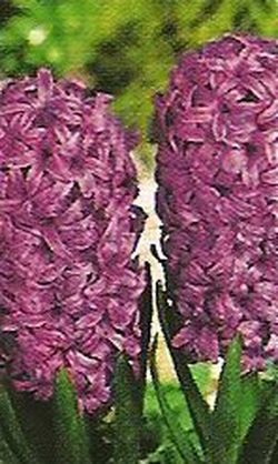Bulbos Jacintos