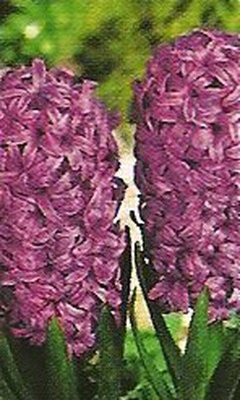 Bulbos Jacintos