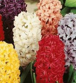 Bulbos Jacintos