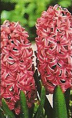 Bulbos Jacintos