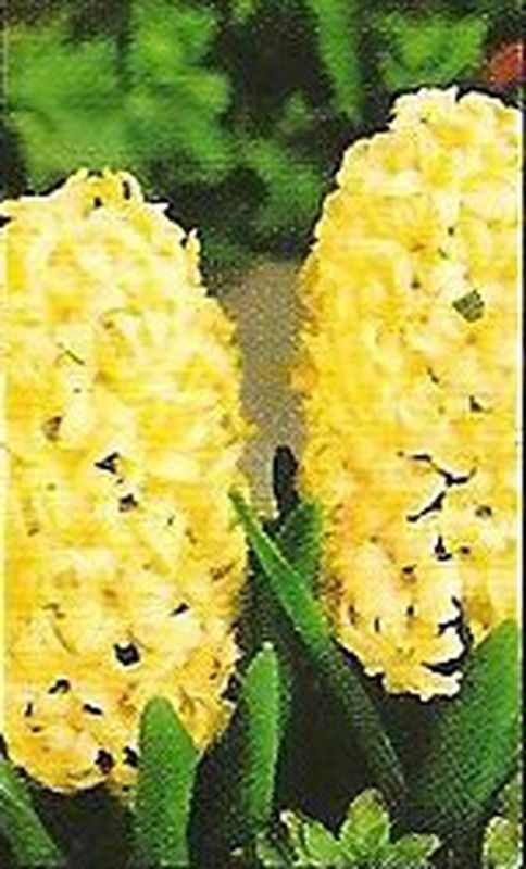 Bulbos Jacintos
