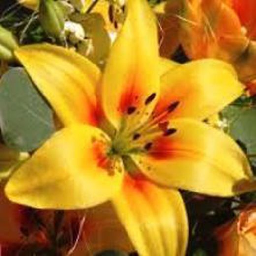 Lillium bulb