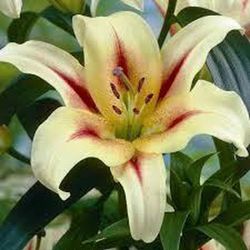 Bulbs lillium Oriental