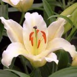 Bulbs lillium Oriental