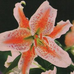 Bulbs lillium Oriental